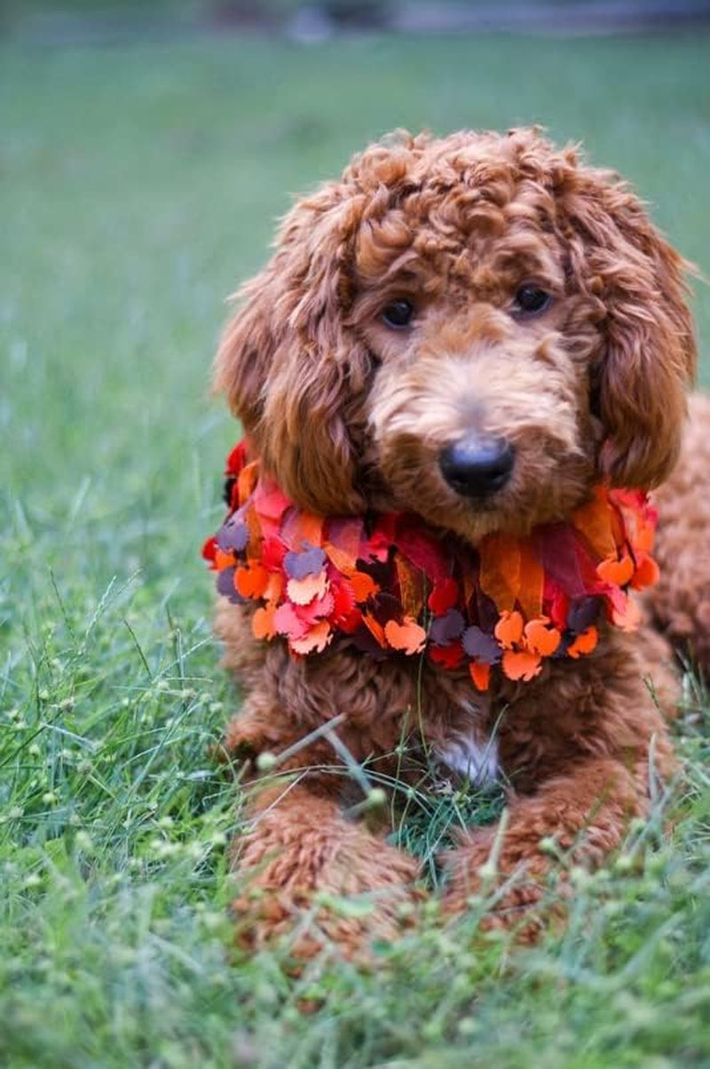 Thanksgiving Turkey Decorative Dog Collar (Large)