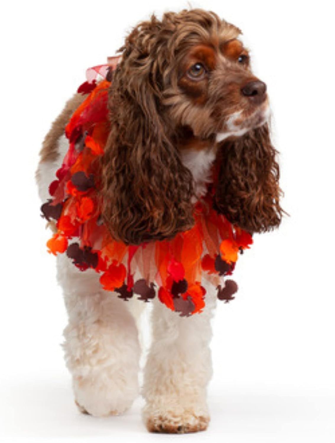 Thanksgiving Turkey Decorative Dog Collar (Large)
