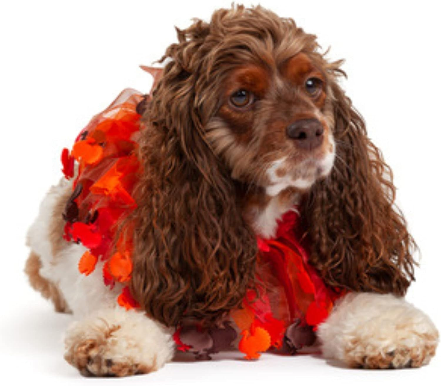 Thanksgiving Turkey Decorative Dog Collar (Large)